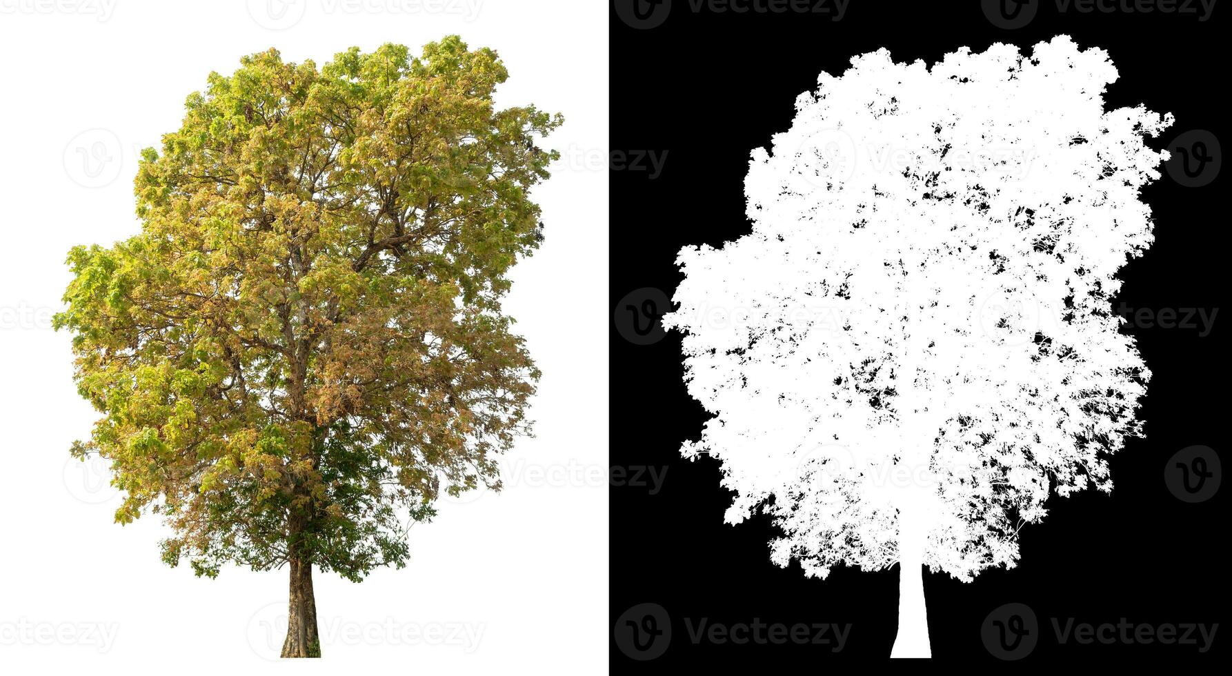 Isolated single tree with clipping path and alpha channel on black background. photo