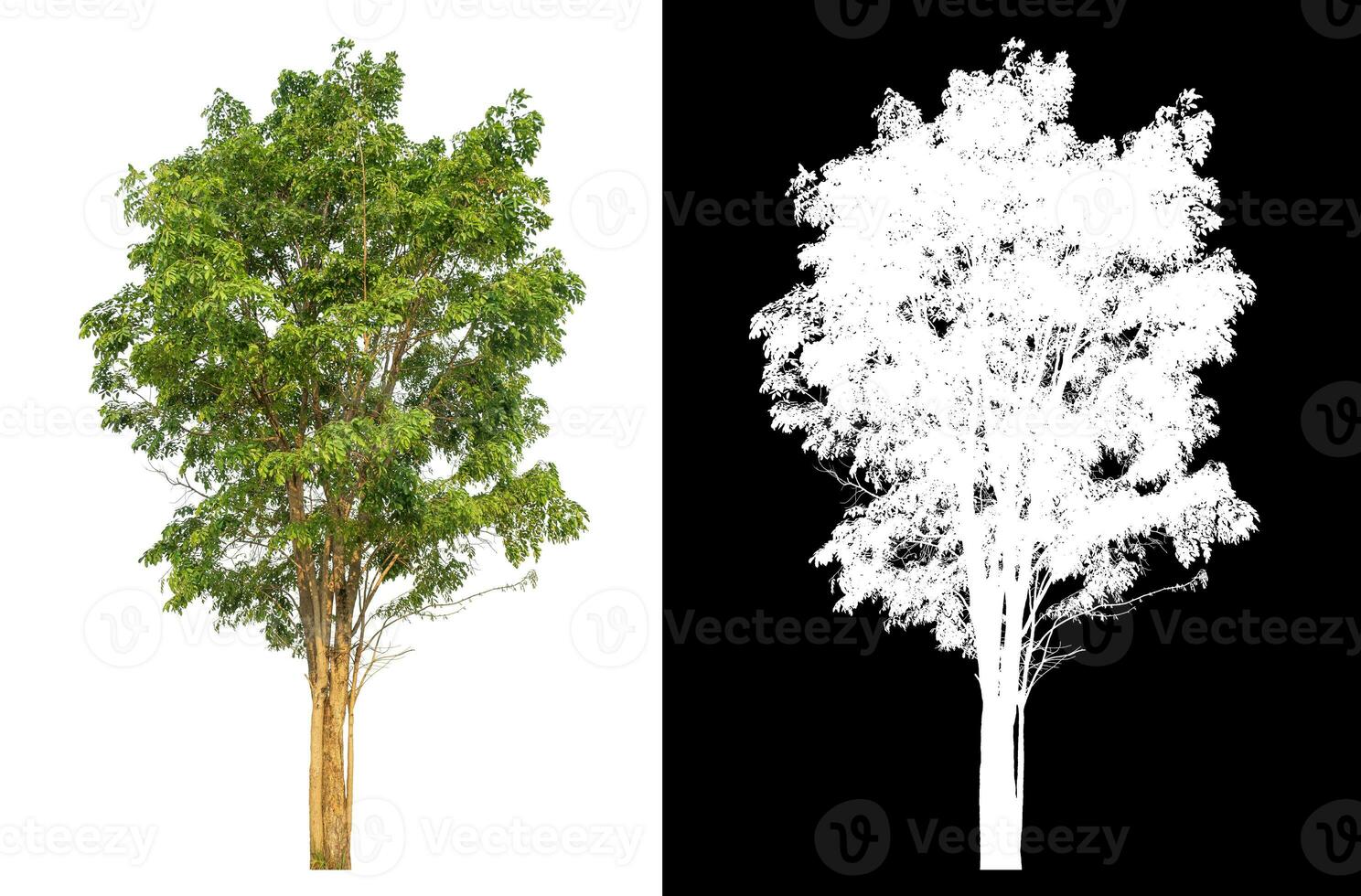 Isolated single tree with clipping path and alpha channel on black background. photo