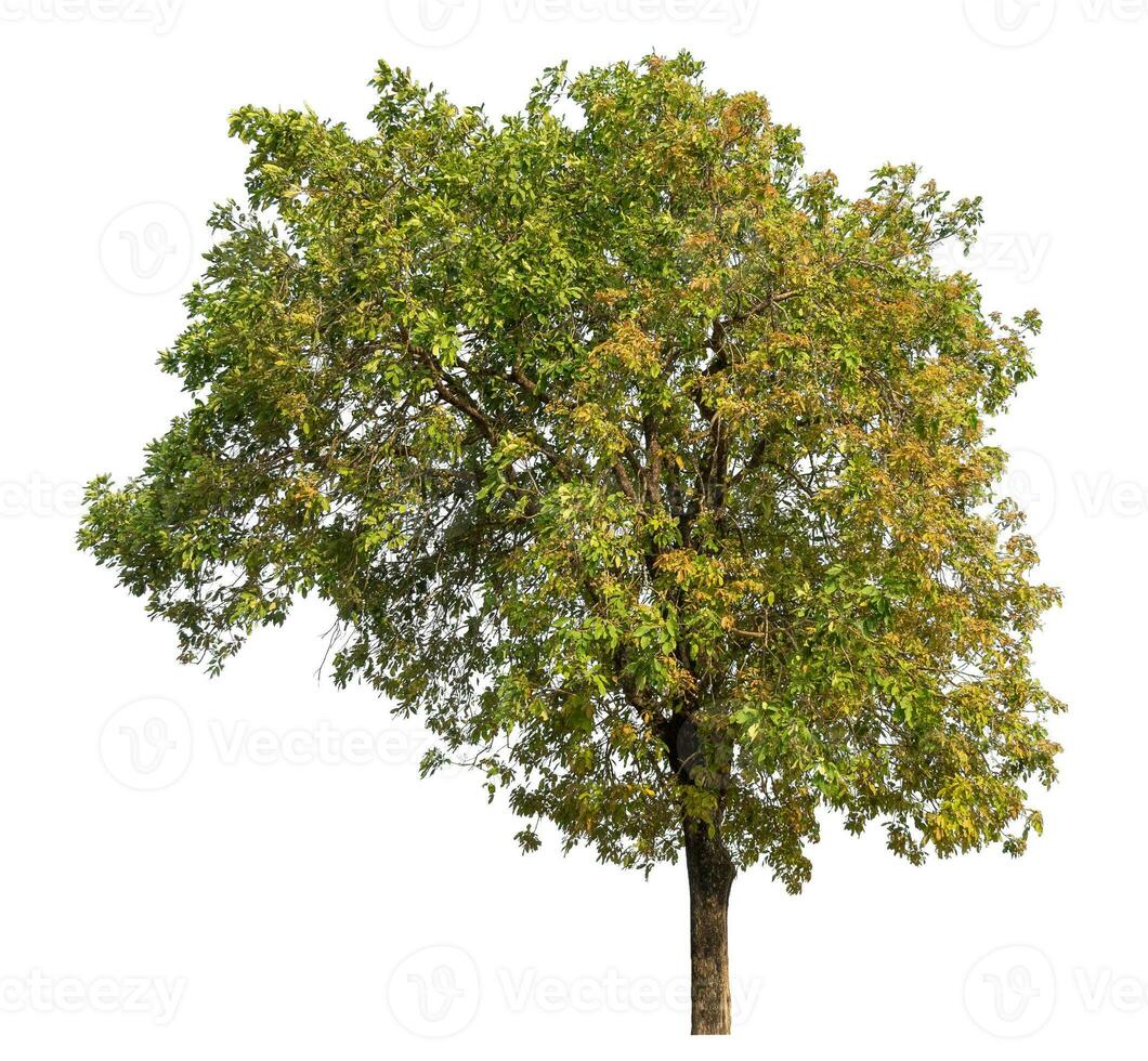 tree isolated on white background. photo