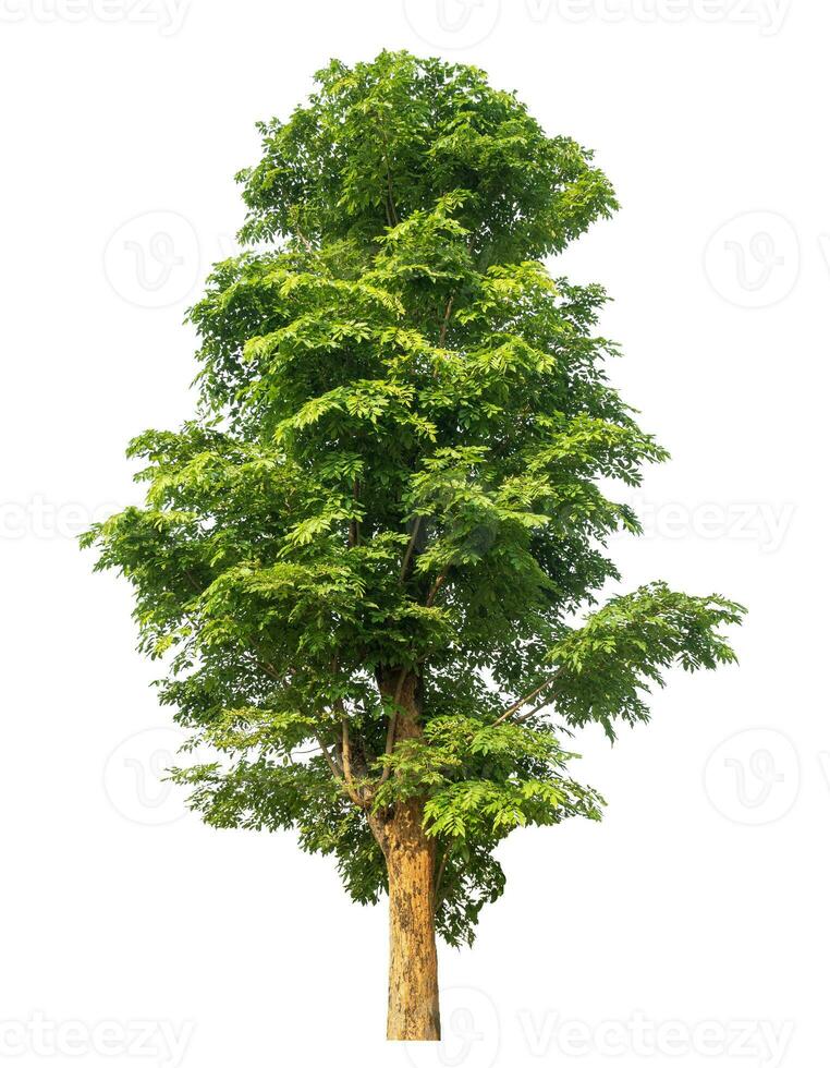 Green tree isolated on white background. photo