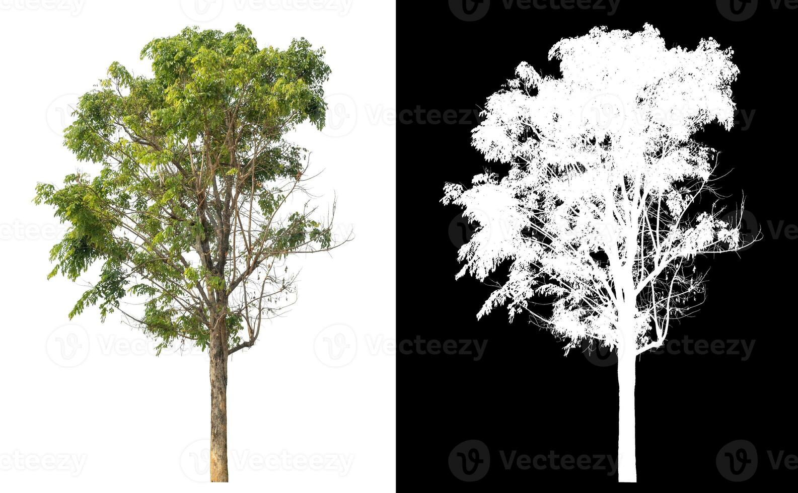 Isolated single tree with clipping path and alpha channel on black background. photo