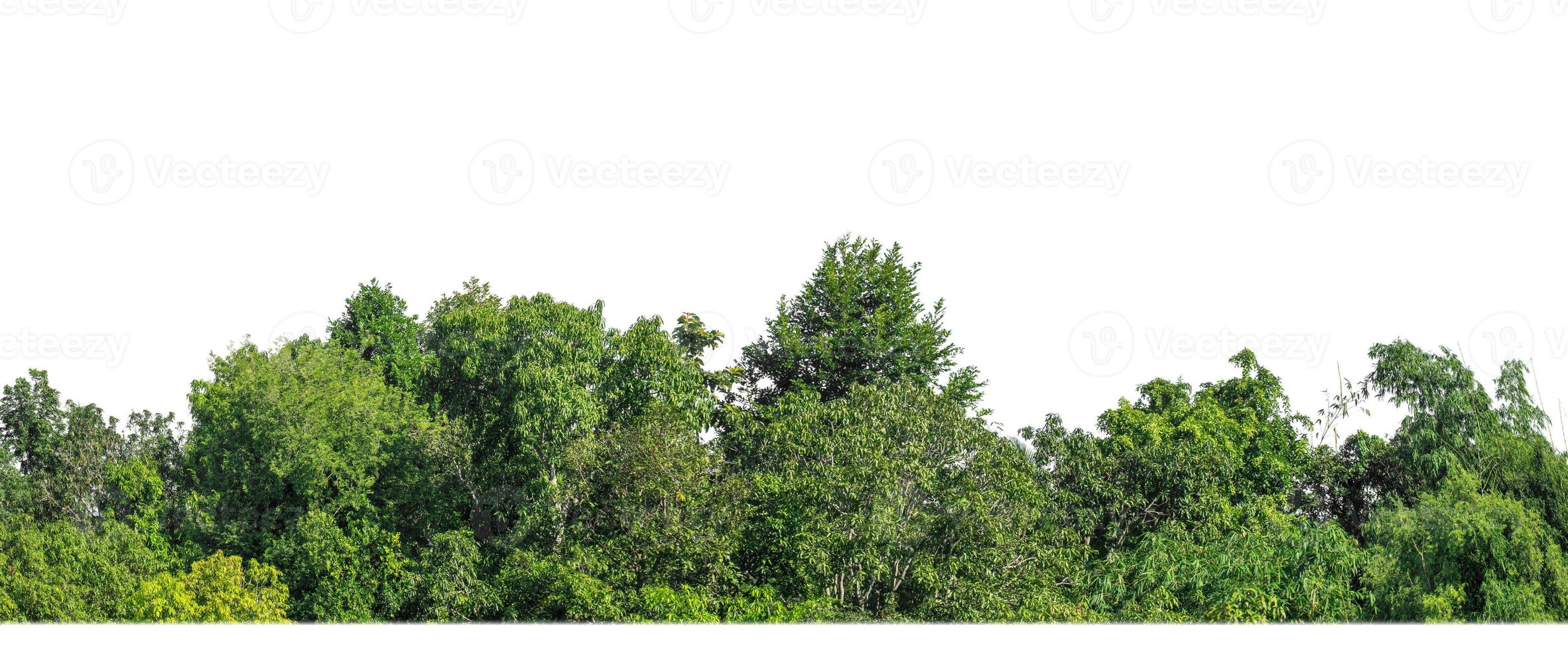 Green Trees isolated on white background. are Forest and foliage in summer for both printing and web pages with cut path and alpha channel photo