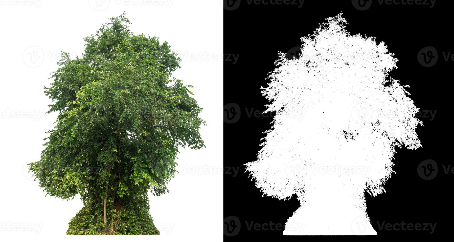 Isolated single green tree with clipping path and alpha channel on black background. photo