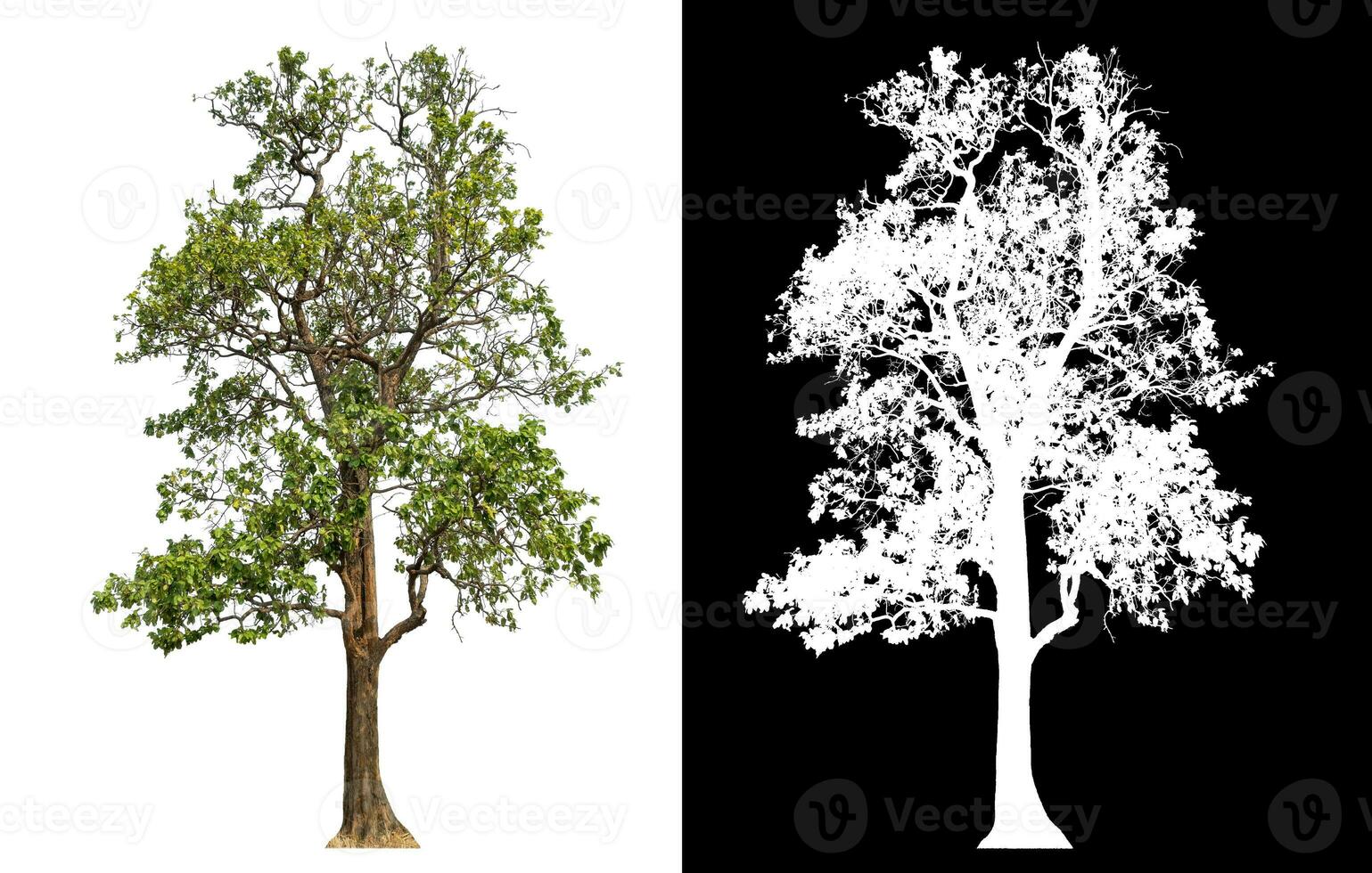 Isolated single green tree with clipping path and alpha channel on black background. photo