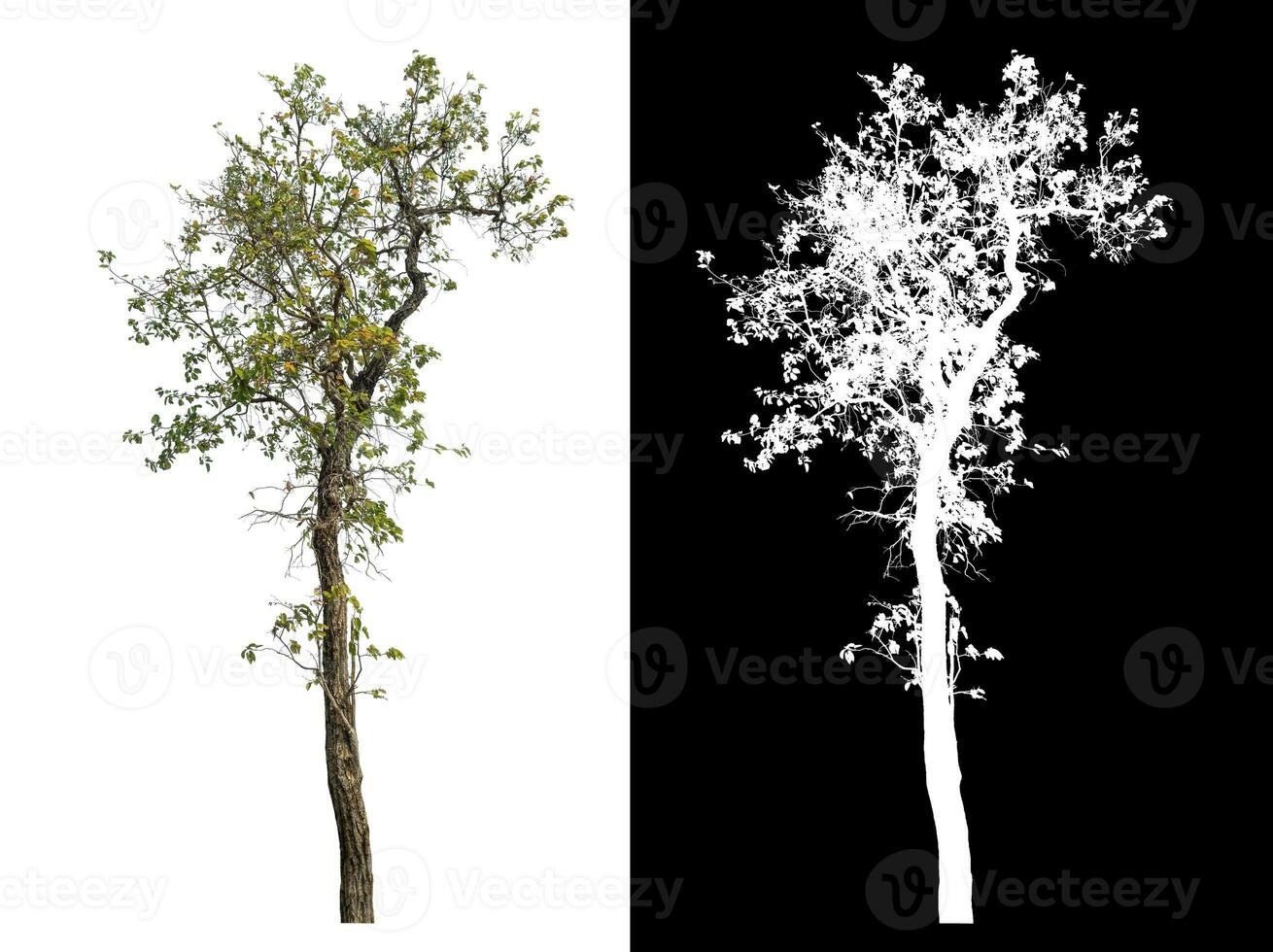 Isolated single tree with clipping path and alpha channel on black background. photo