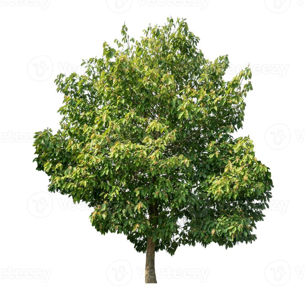 Green tree isolated on white background. photo