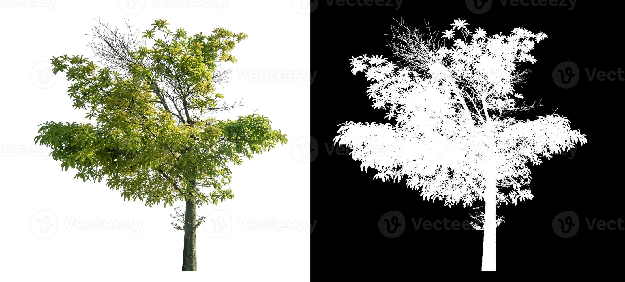 aislado verde árbol con recorte camino y alfa canal en negro antecedentes. foto