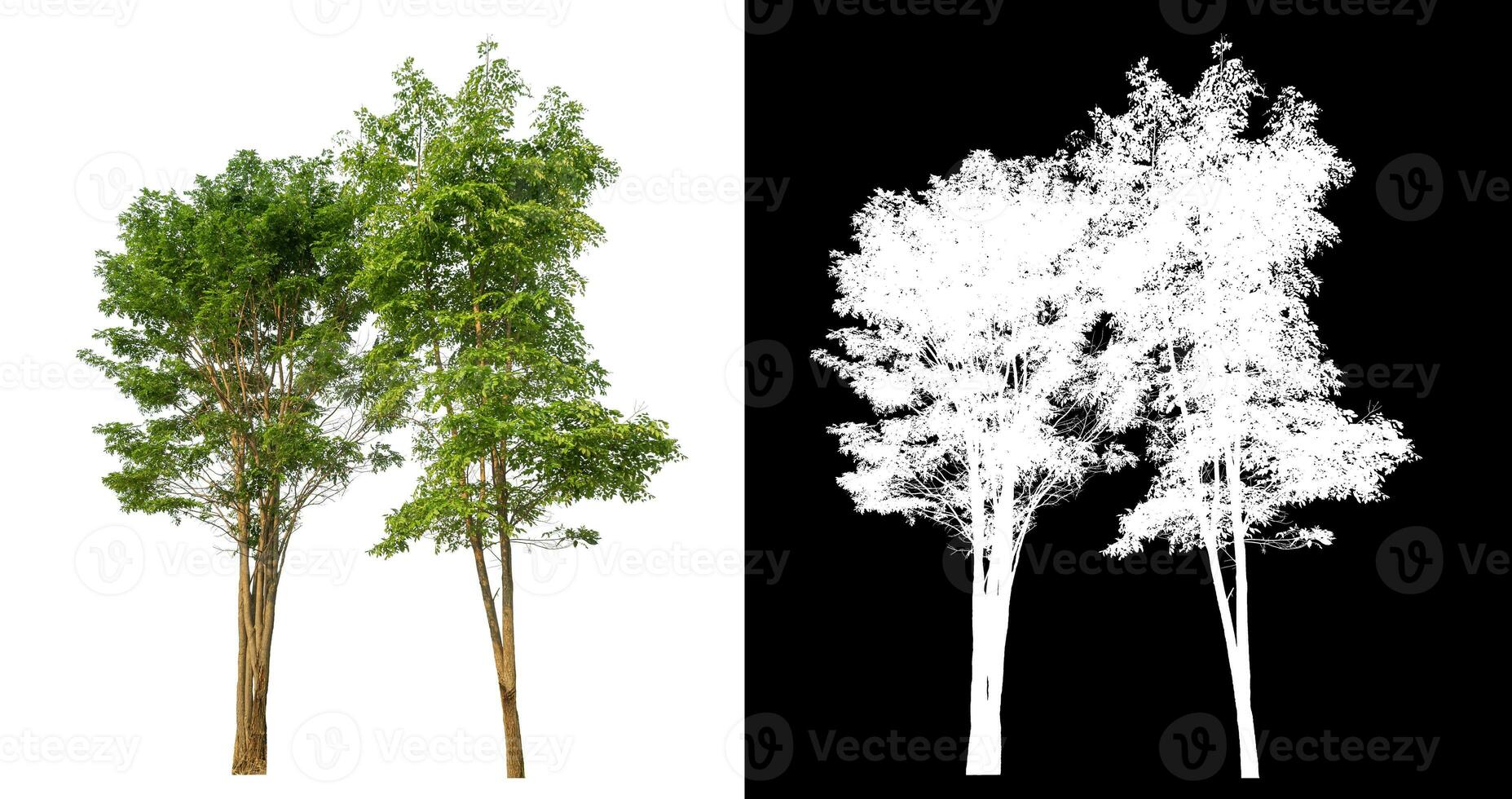 Isolated single green tree with clipping path and alpha channel on black background. photo