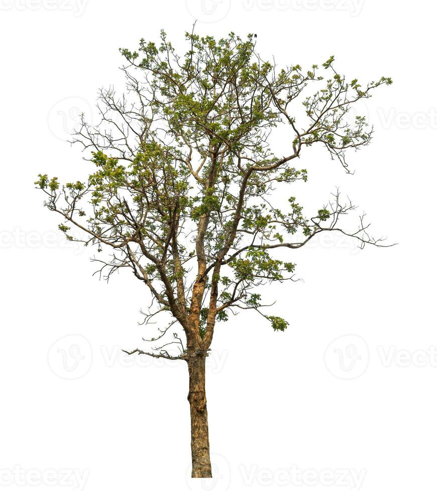 tree isolated on white background. photo