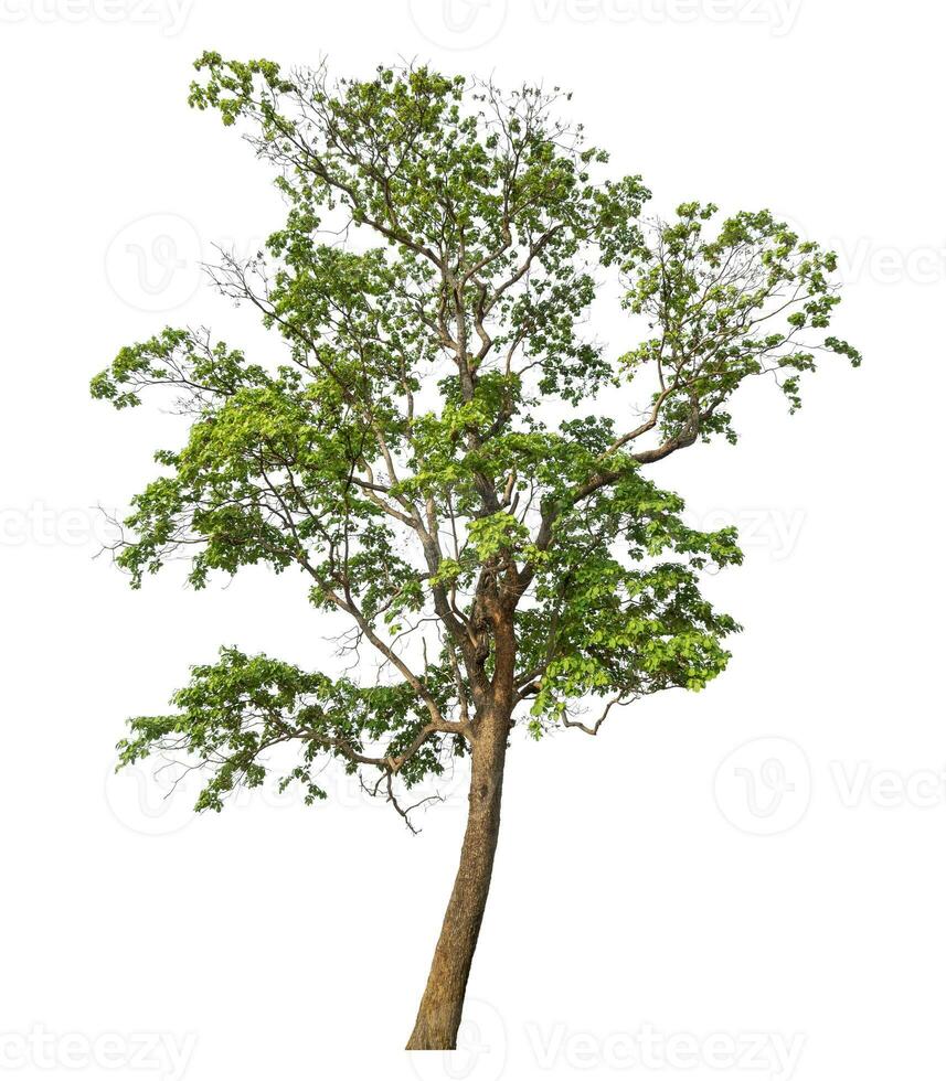 Green tree isolated on white background. photo