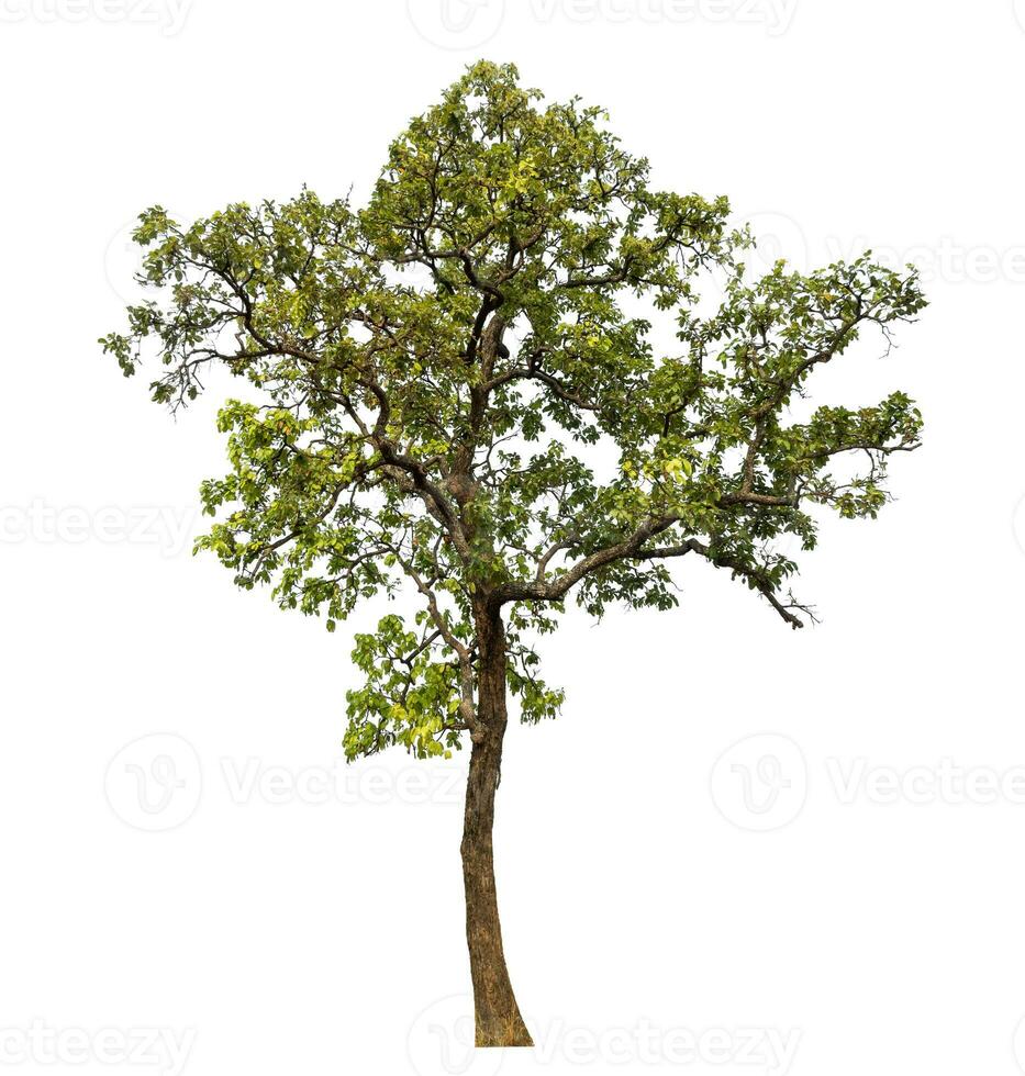 tree isolated on white background. photo