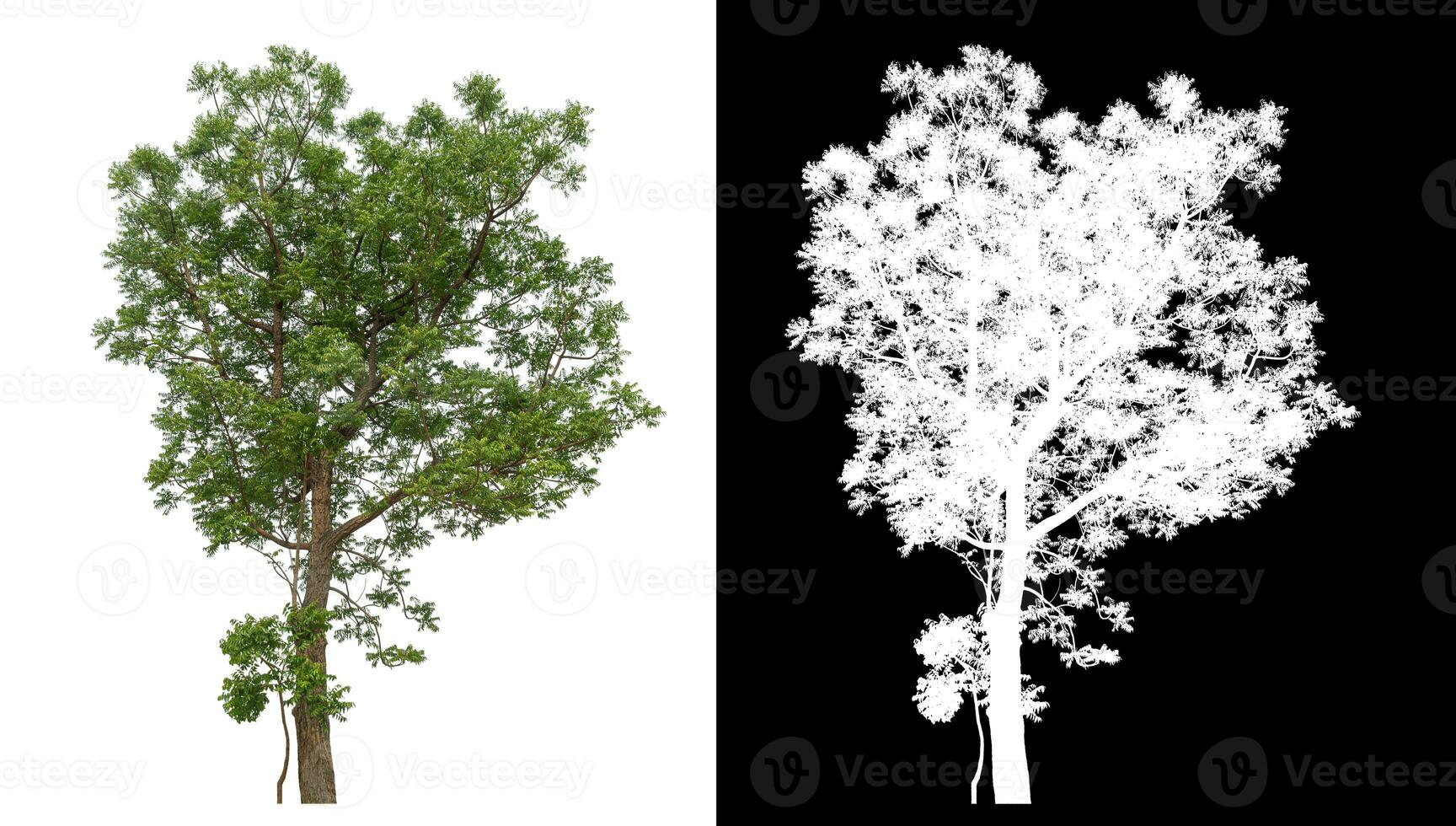 Isolated single green tree with clipping path and alpha channel on black background. photo