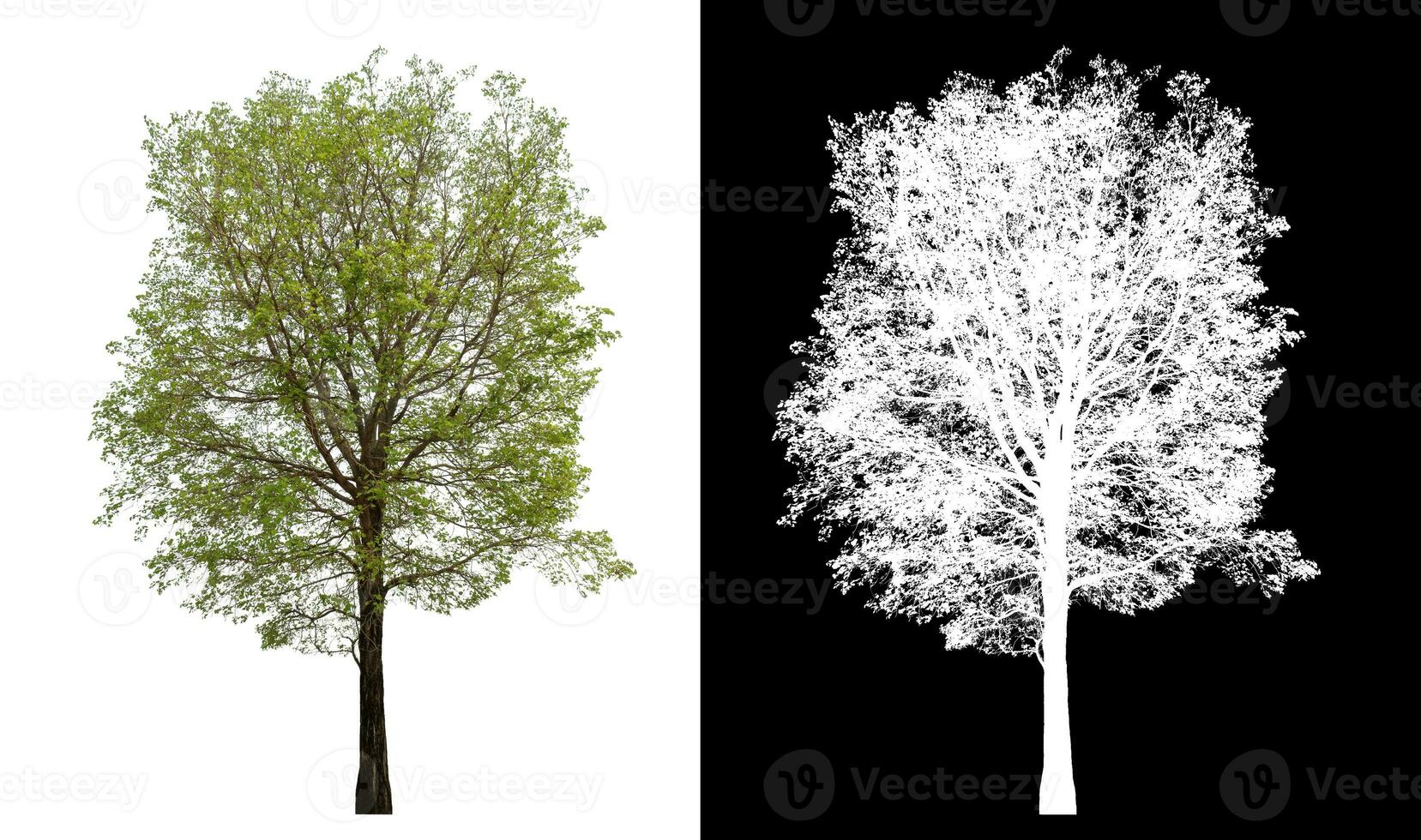 Isolated single green tree with clipping path and alpha channel on black background. photo