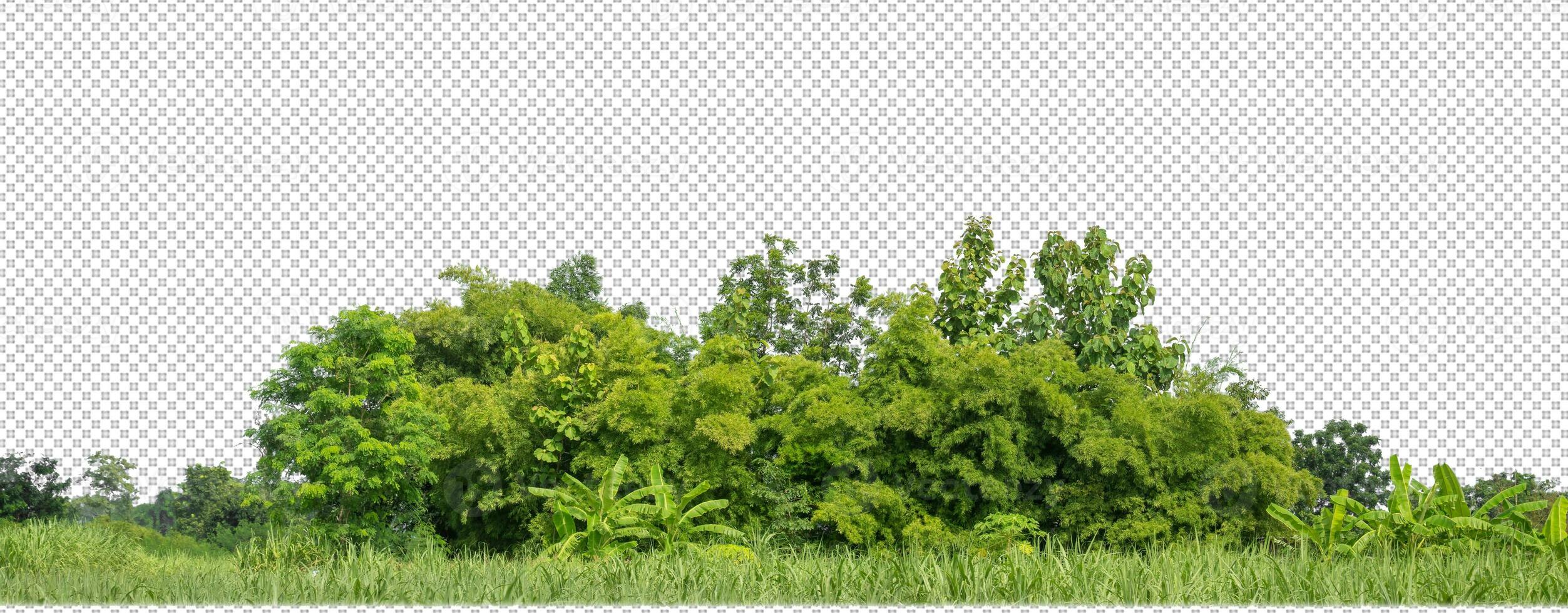 Green trees isolated on transparent background forest and summer foliage for both print and web with cut path and alpha channel photo