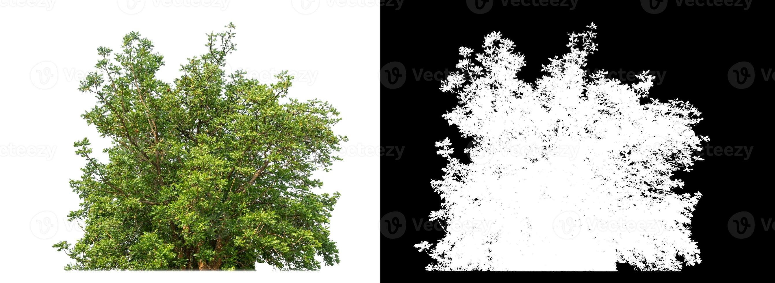 Single shrubs with clipping path and alpha channel on black background. photo