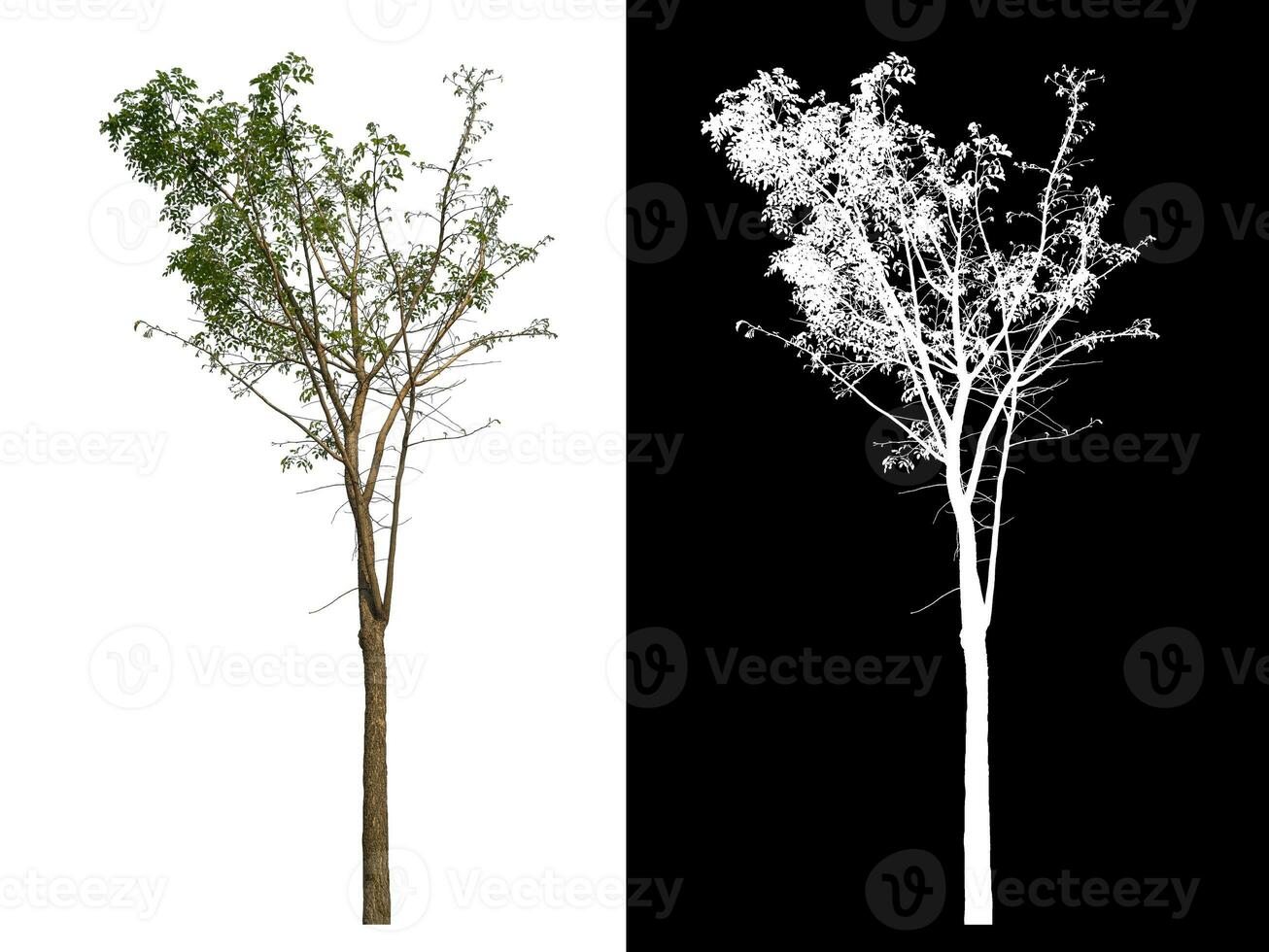 Single tree with clipping path and alpha channel on black background. photo