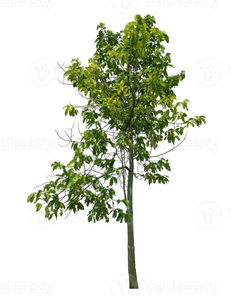 Green tree isolated on white background. photo