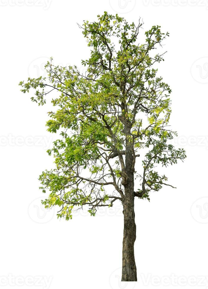 Green tree isolated on white background. photo