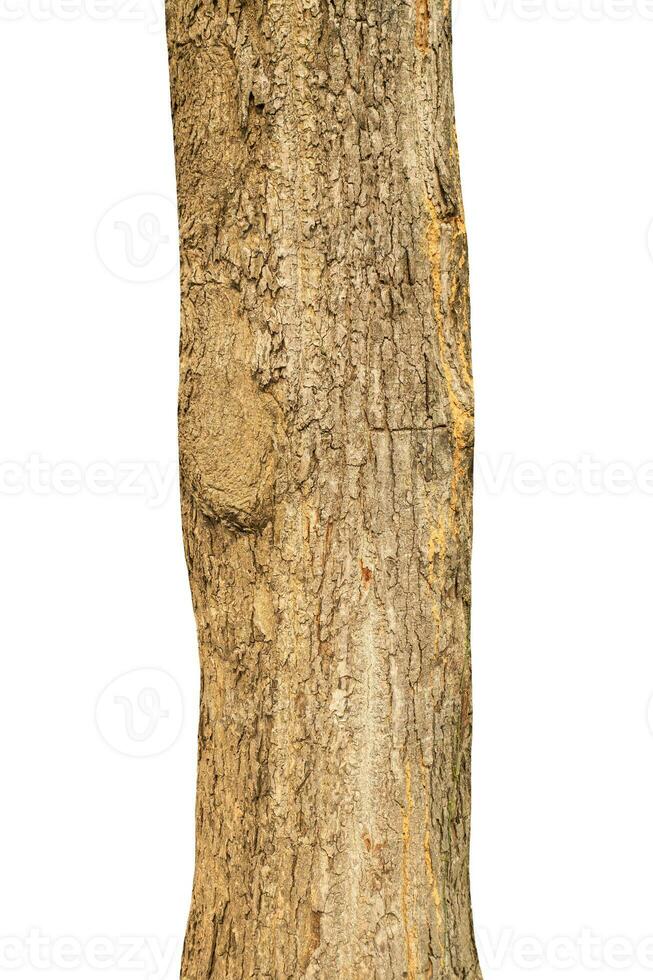 Trunk of a tree Isolated On White Background. photo