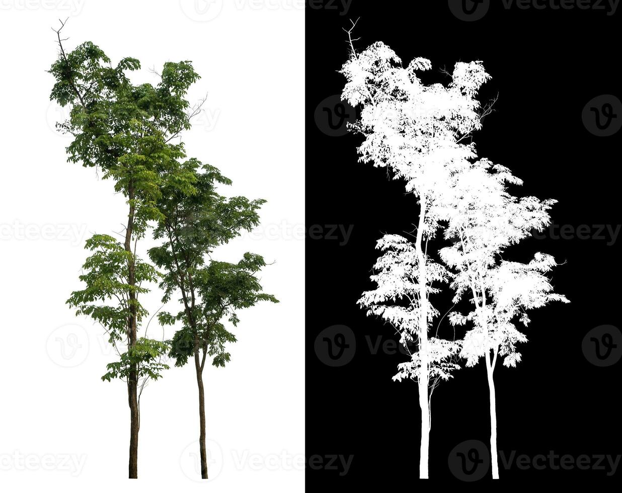 Isolated single tree with clipping path and alpha channel on black background. photo