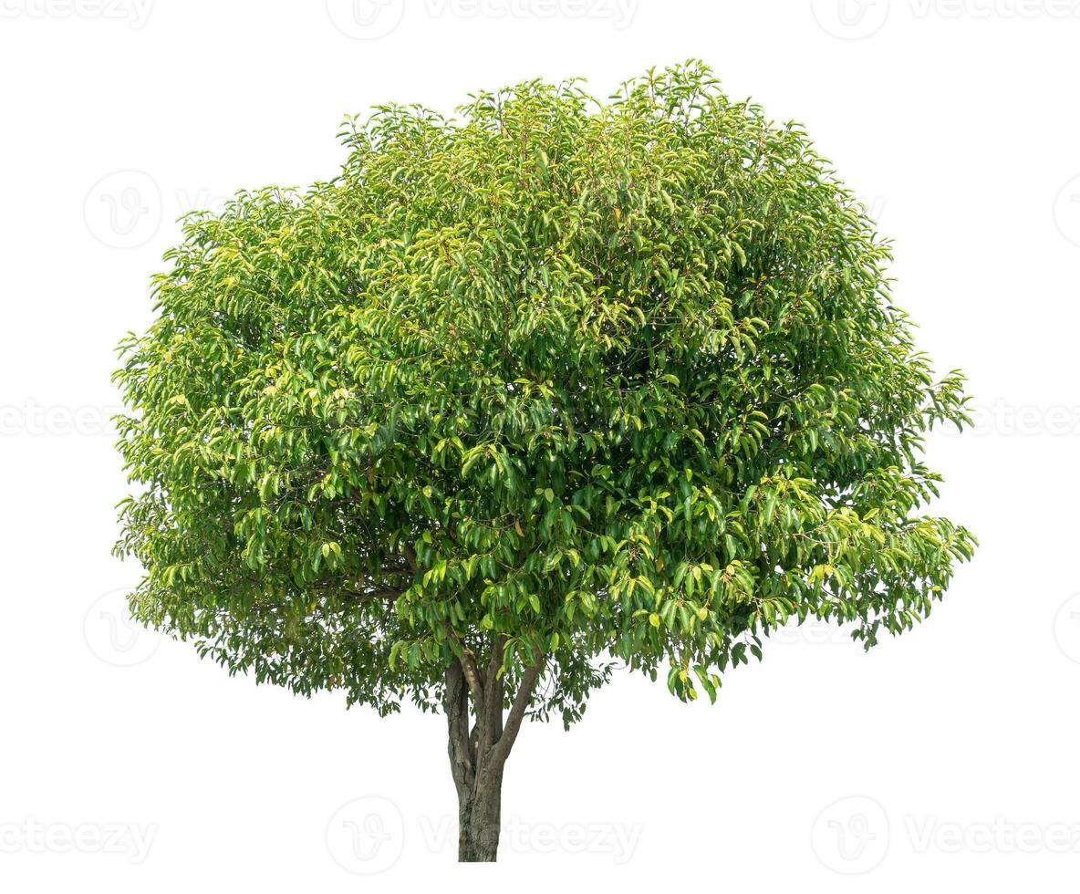 Green tree isolated on white background. photo