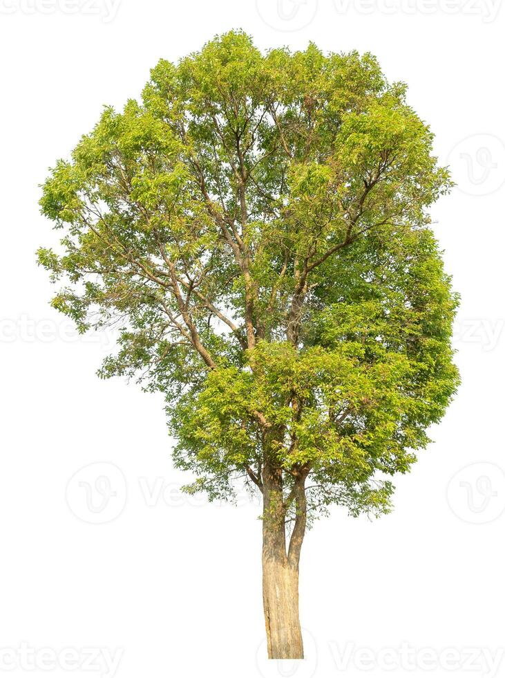 árbol aislado sobre fondo blanco. foto