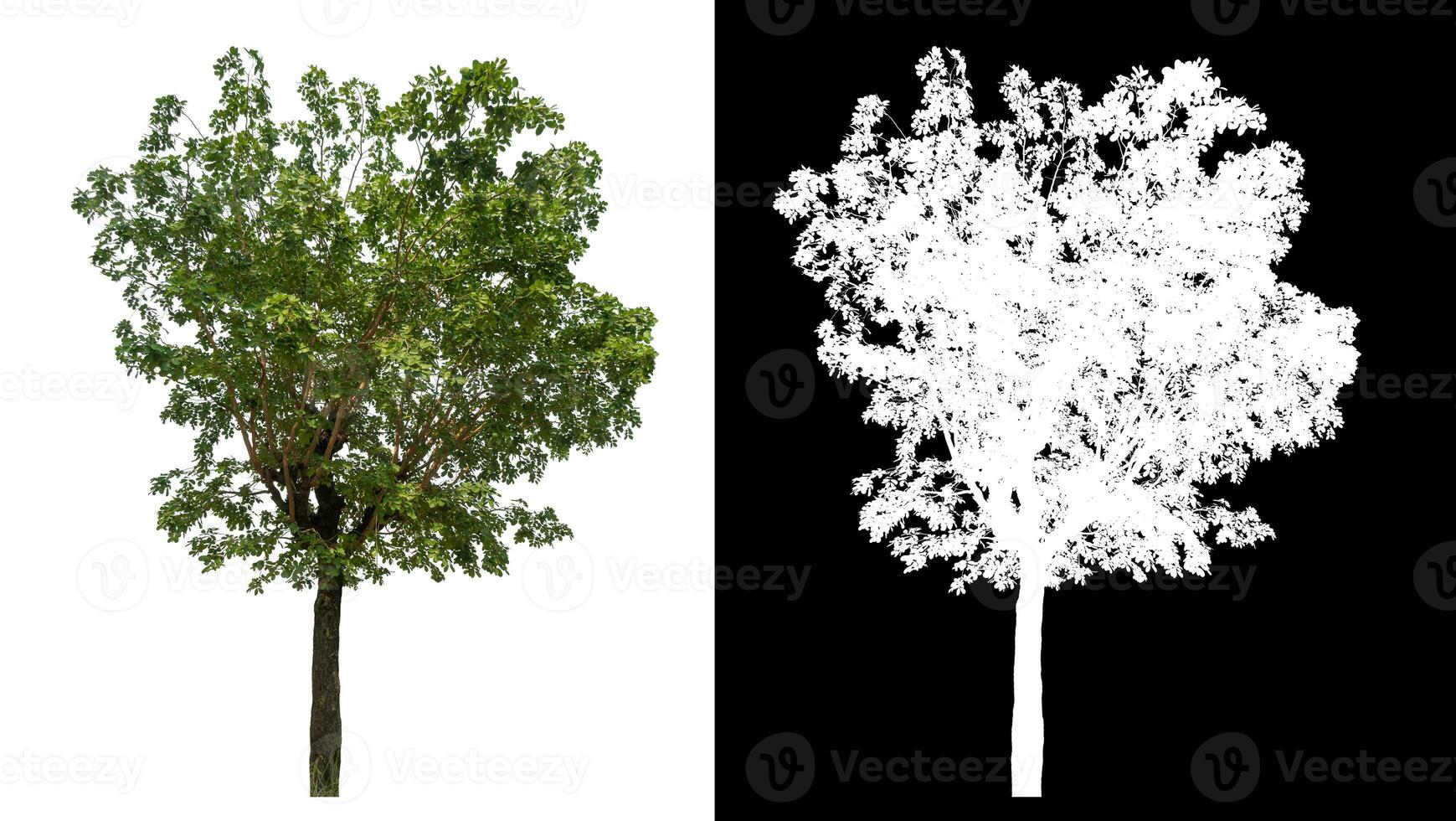 Isolated single tree with clipping path and alpha channel on black background. photo