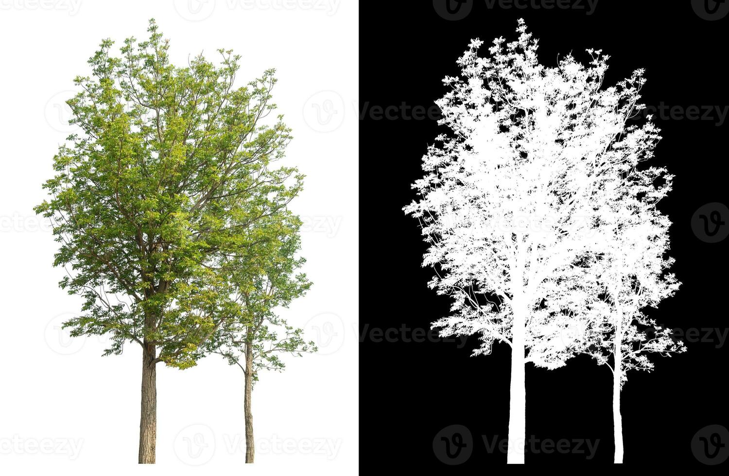 Isolated single tree with clipping path and alpha channel on black background. photo