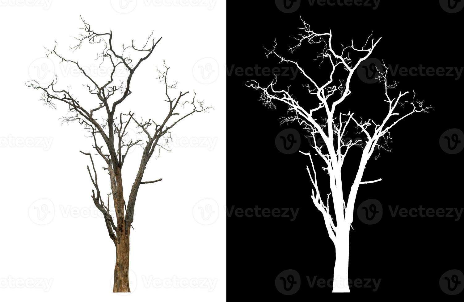 Isolated dead tree with clipping path and alpha channel on black background. photo