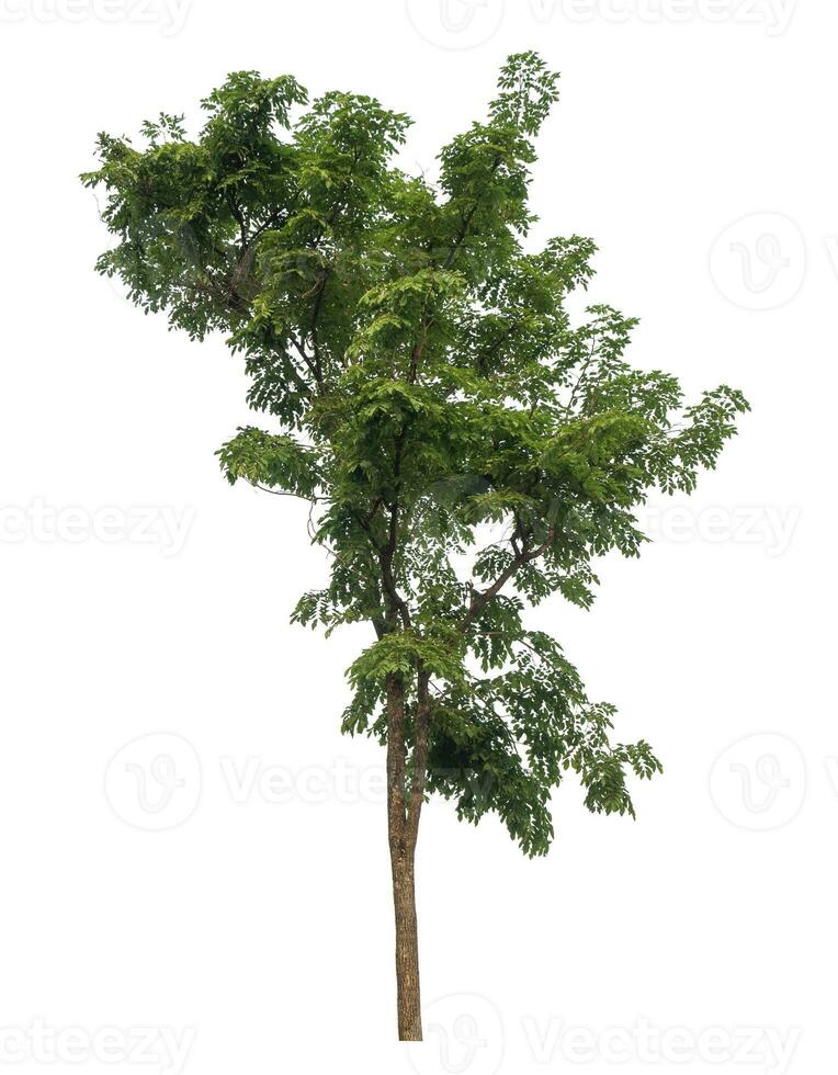 Green tree isolated on white background. photo