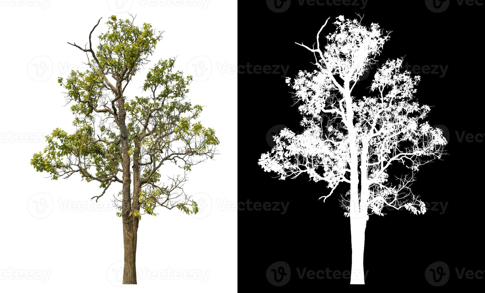 Isolated single tree with clipping path and alpha channel on black background. photo