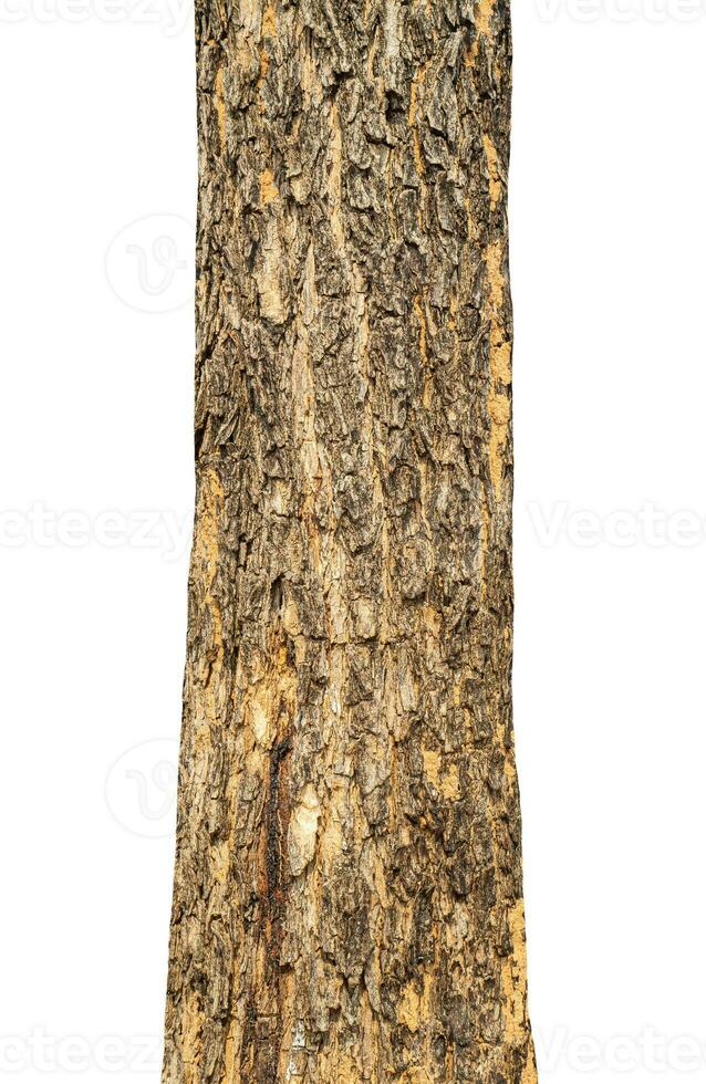 Trunk of a tree Isolated On White Background. photo