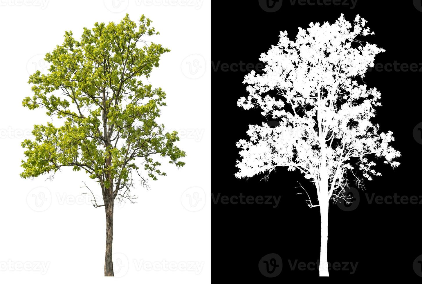 Isolated single tree with clipping path and alpha channel on black background. photo