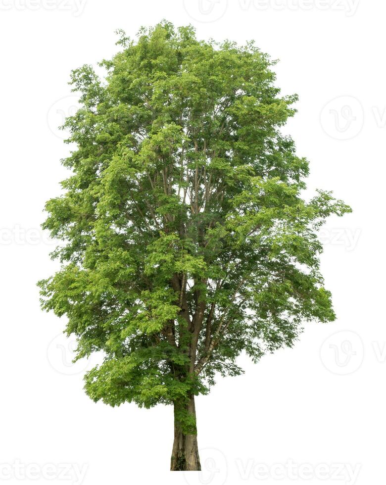 Green tree isolated on white background. photo