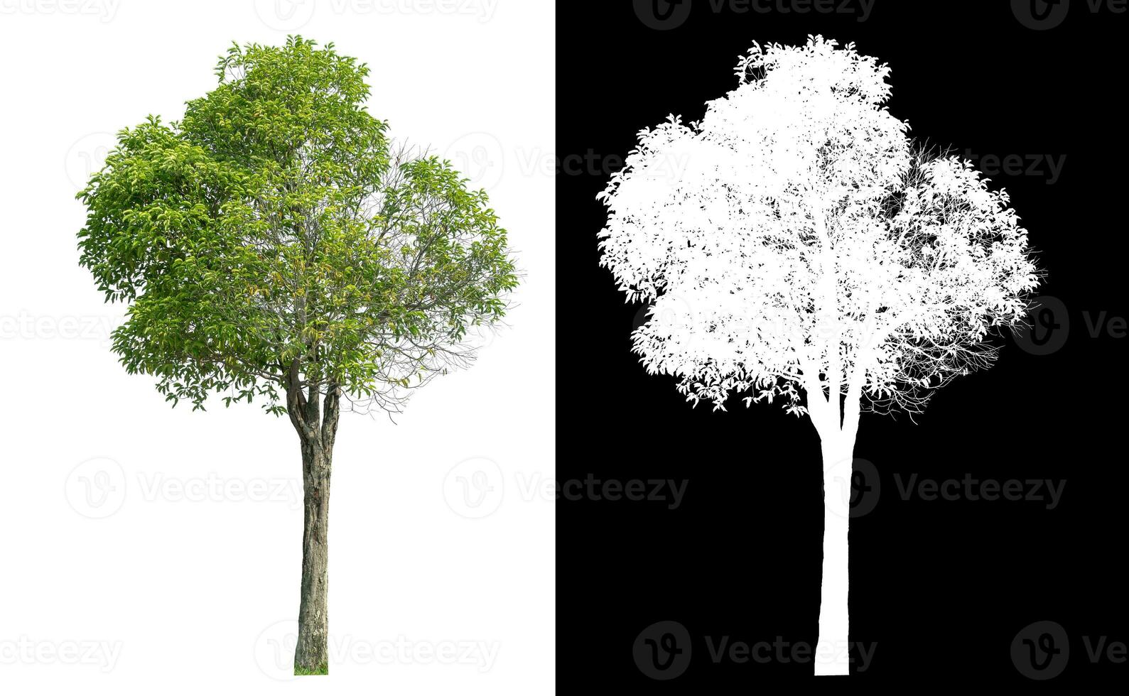 Isolated green tree with clipping path and alpha channel on black background. photo