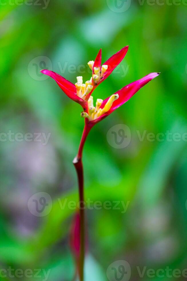 bird of paradise flower, heliconia flower photo