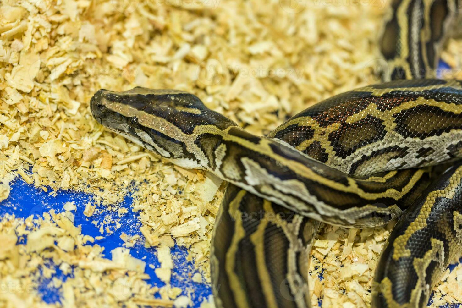 Head and eye Python,Python photo
