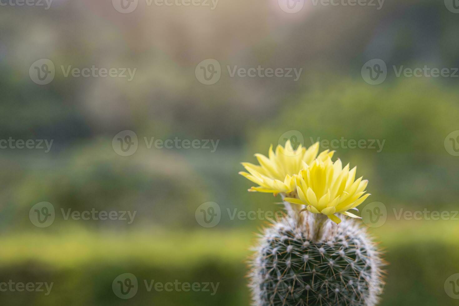 Parodia leninghausii, Close-up yellow tower cactus with yellow flower bloom. Cactus is a popular cactus with thorns and is highly resistant to drought. photo