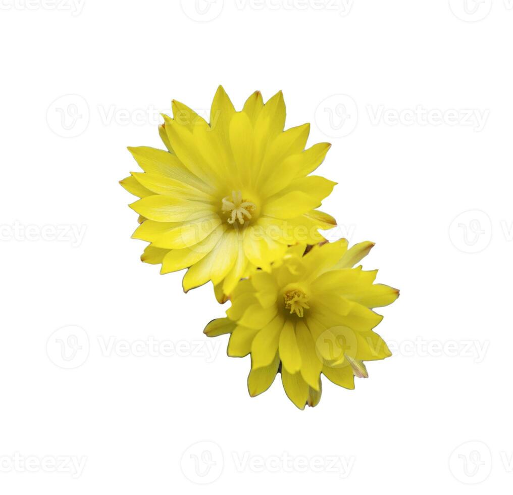Parodia leninghausii, Close-up yellow tower cactus with yellow flower bloom. Cactus is a popular cactus with thorns and is highly resistant to drought. photo