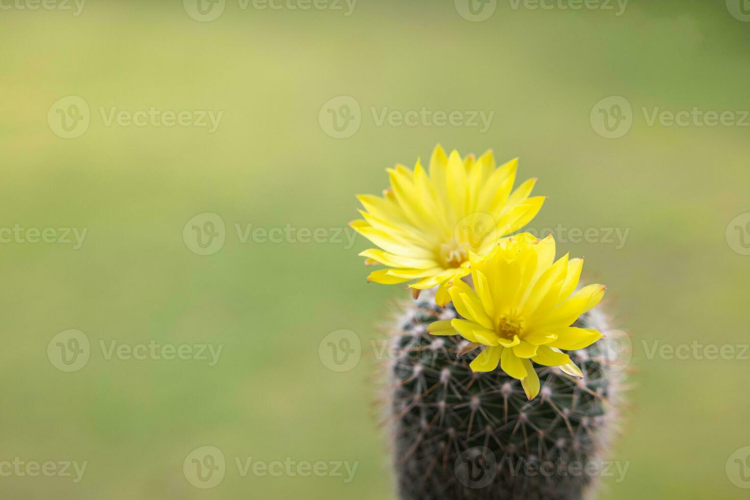 Parodia leninghausii, Close-up yellow tower cactus with yellow flower bloom. Cactus is a popular cactus with thorns and is highly resistant to drought. photo