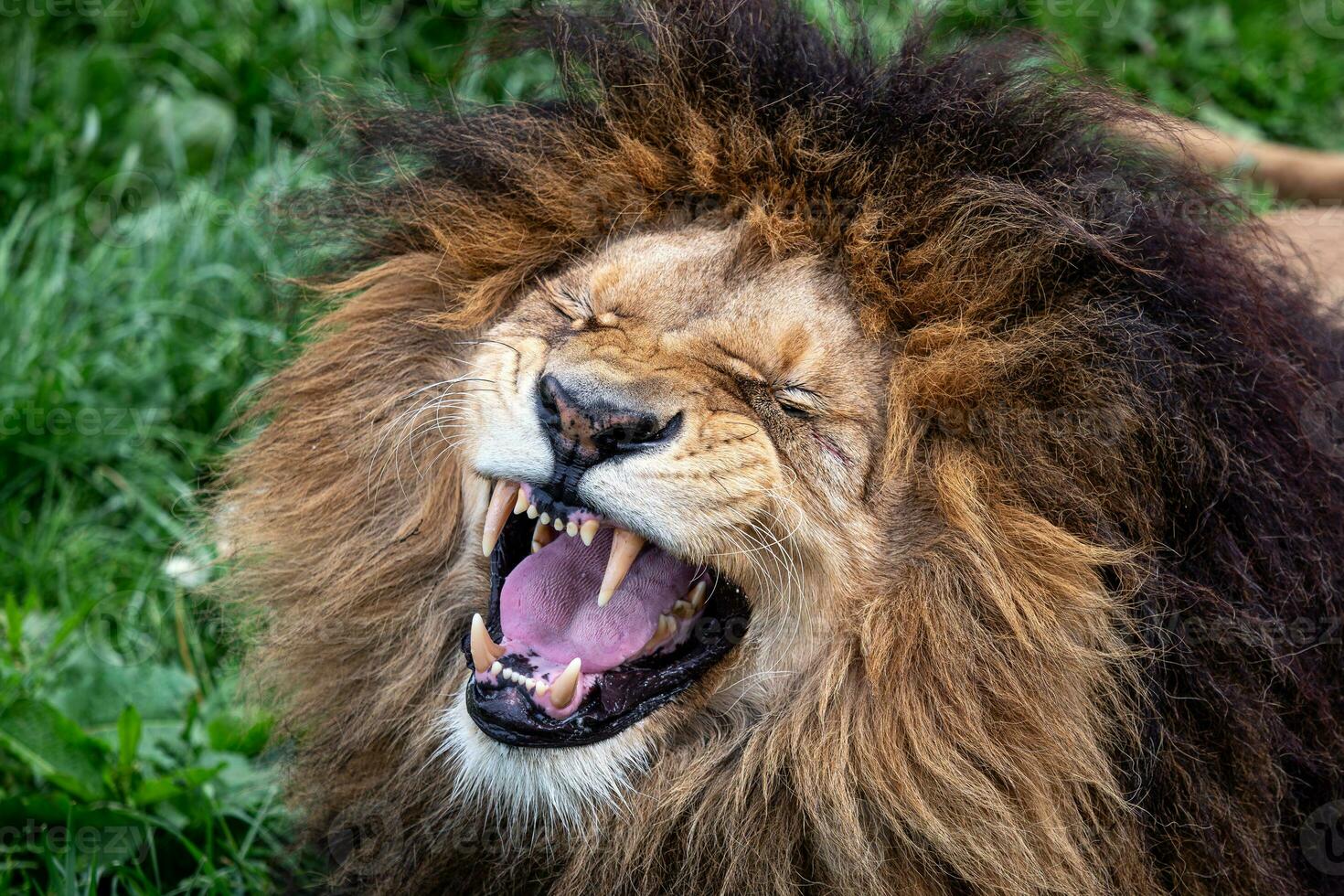 African lion roaring with open mouth photo