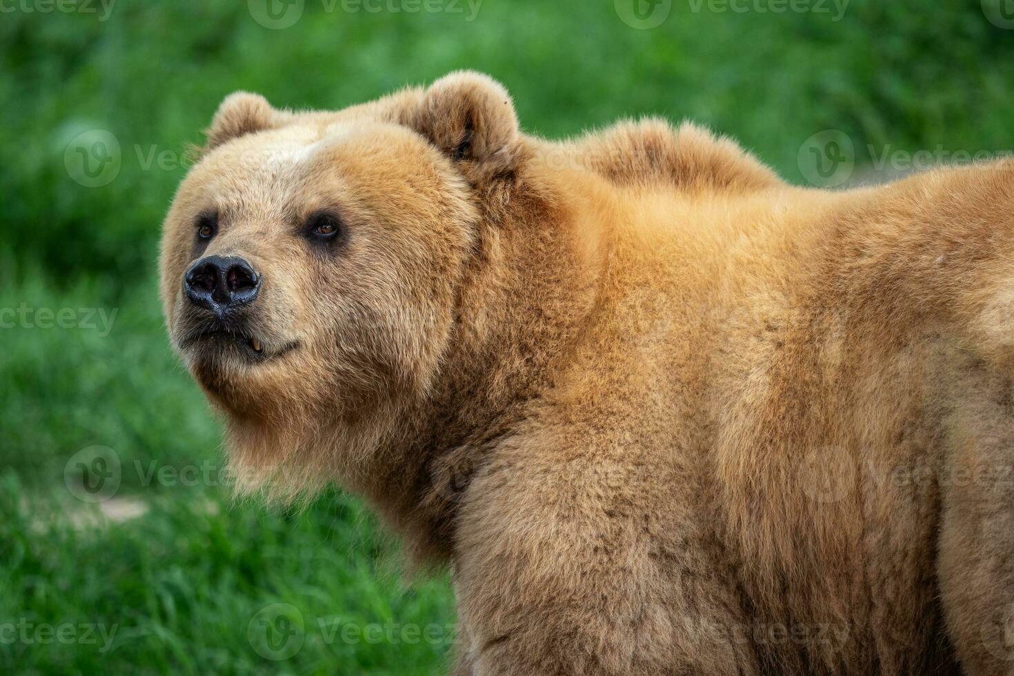 Kamchatka bear in the grass, Ursus arctos beringianus photo