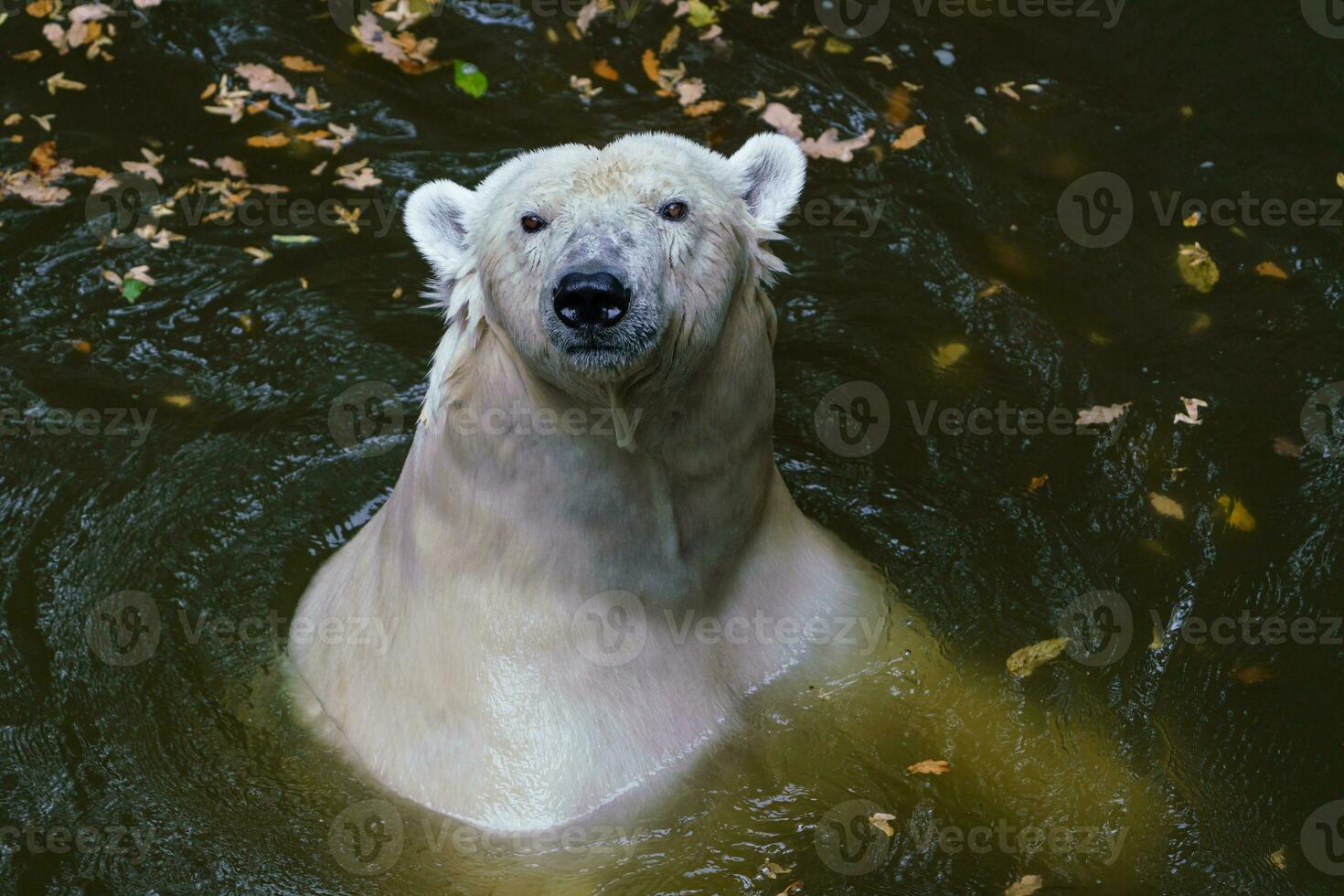 Polar bear swimming in the dark water photo