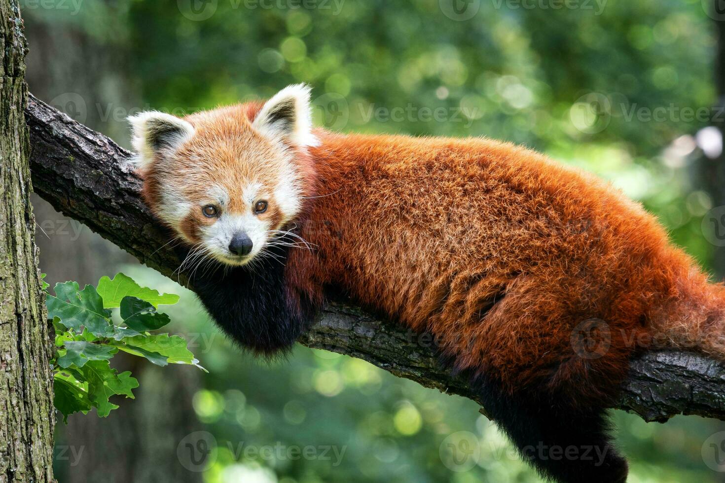 Red panda on the tree. Cute panda bear in forest habitat. photo