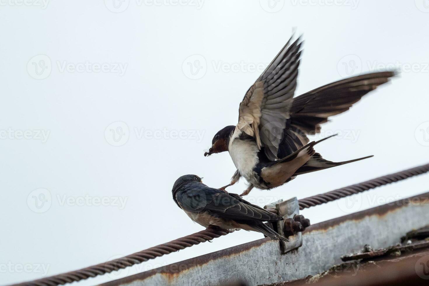 Adult swallow Hirundo rustica feeds a young fledgling swallow on roof. photo