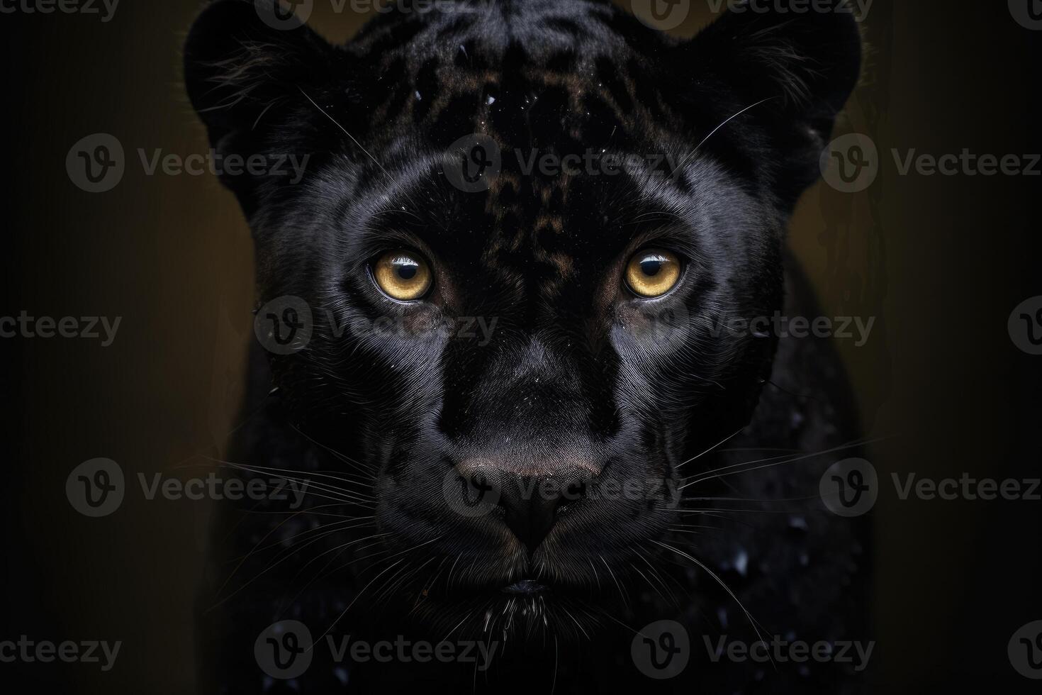 Front view of Panther on dark background. photo