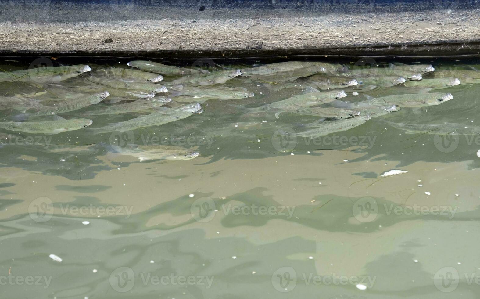 Small fish next to a boat in the port of Lisbon, Portugal photo