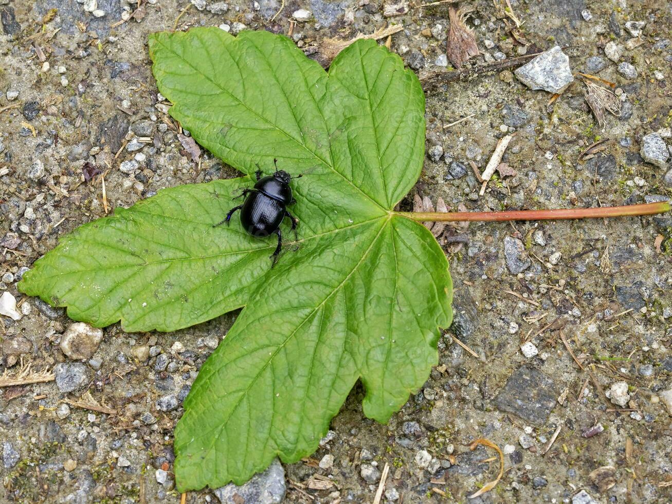 estiércol escarabajo geotrupes estercorarius en un caído arce hoja foto