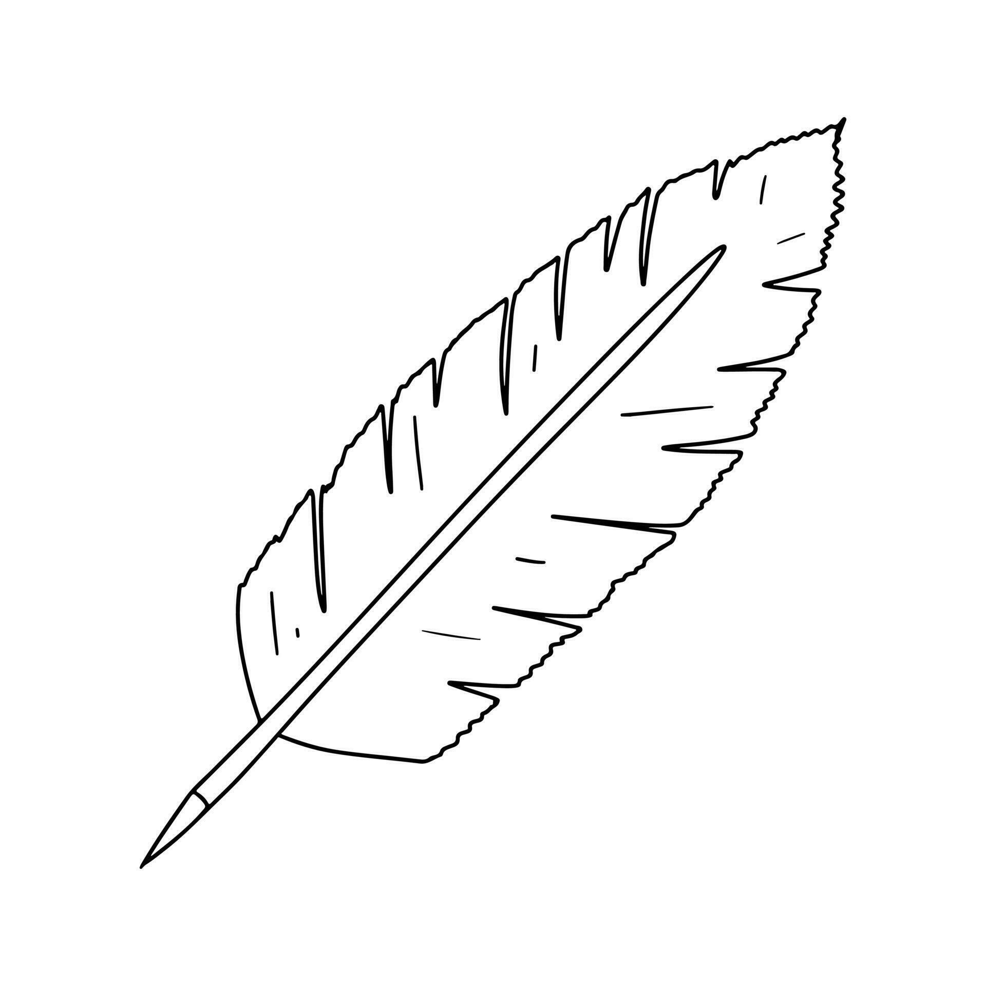 Bird s feather in hand drawn doodle style Vector illustration isolated
