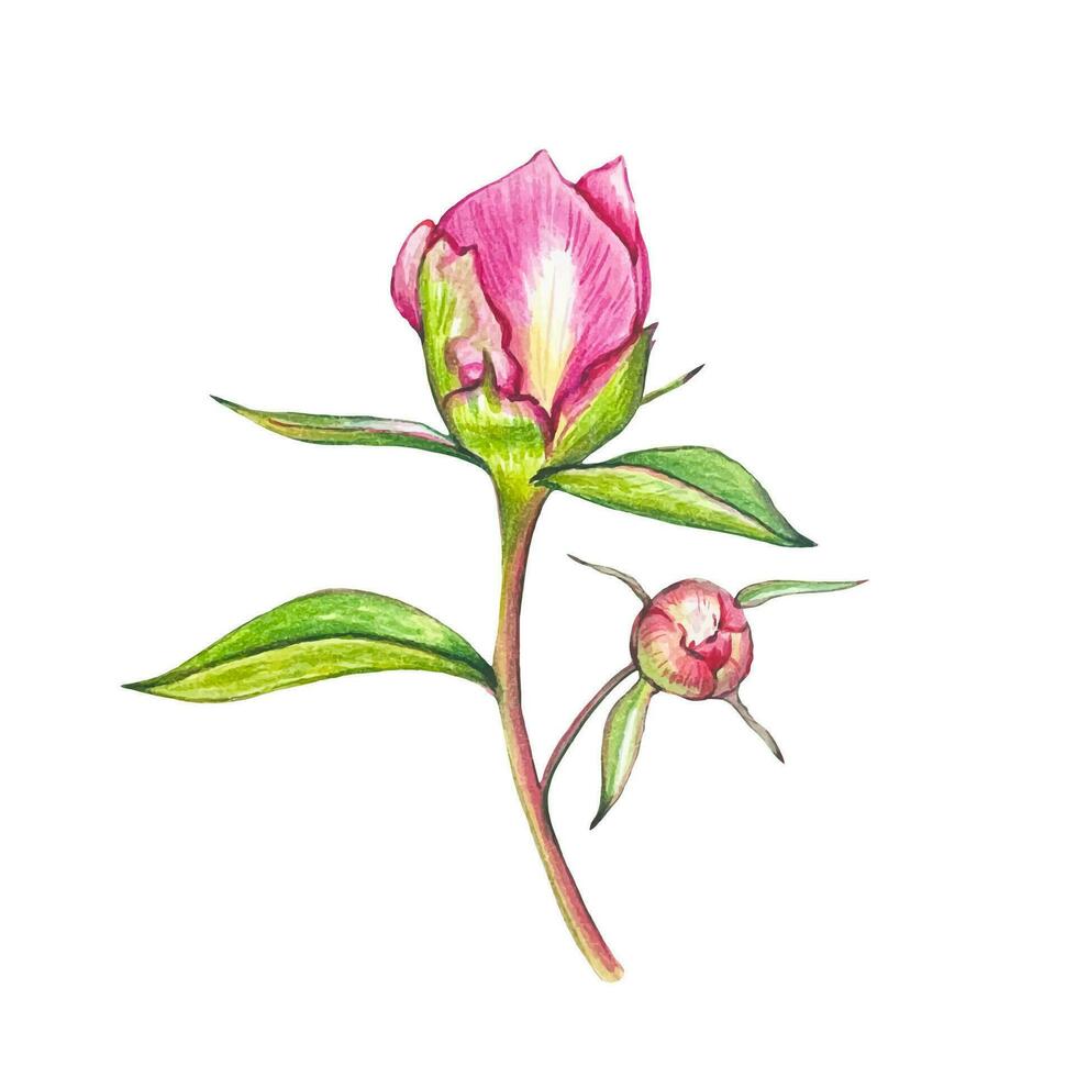 Hand drawn pink peony, pink peony bud, watercolor vector